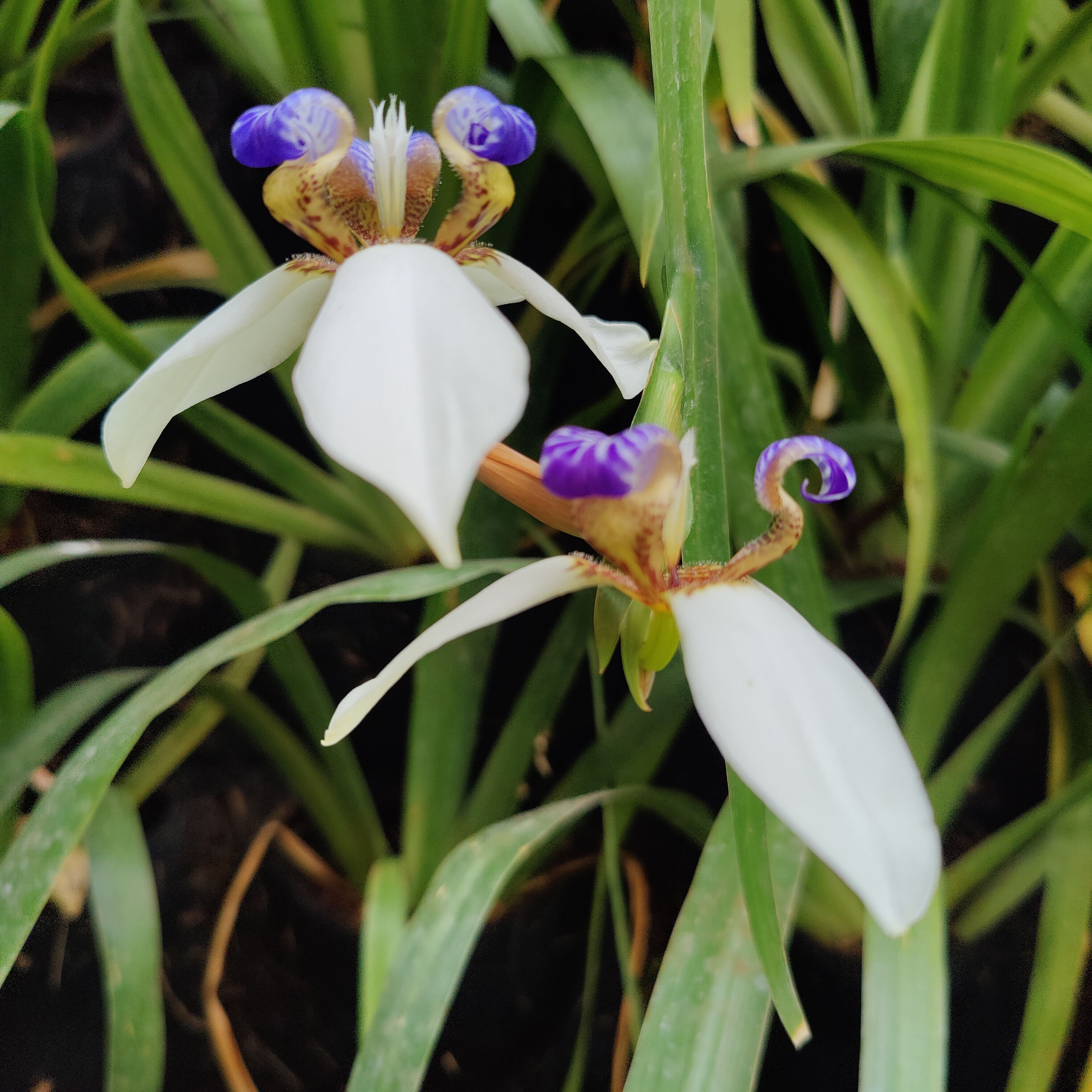 Blue Iris